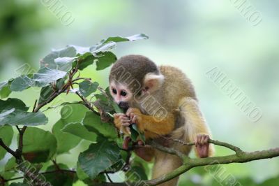 Munching on the leaves
