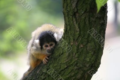 Curious squirrelmonkey
