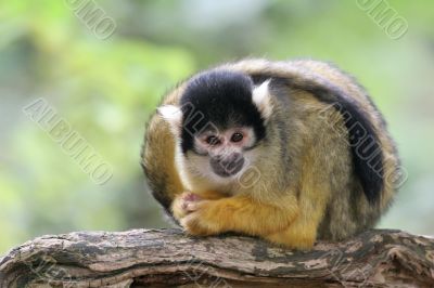 Curious little fellow