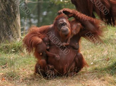 Mother orang utan with two babies