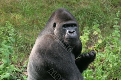 Silverback gorilla