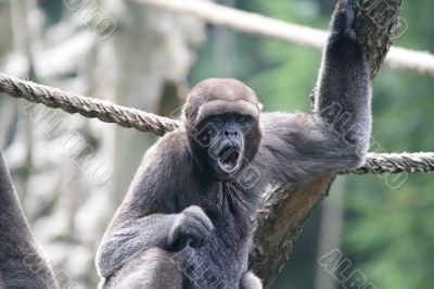 Woolly monkey