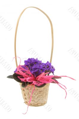decorative basket full of violets