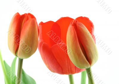 tulips on white