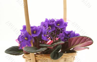 violets in basket on white