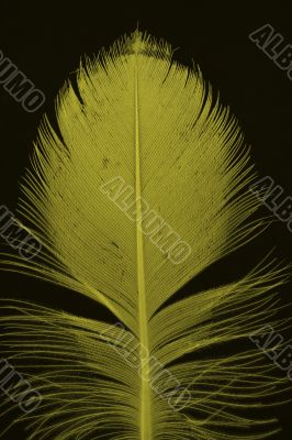yellow feather on black