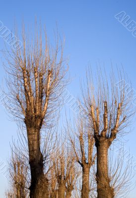 To reach for the sky