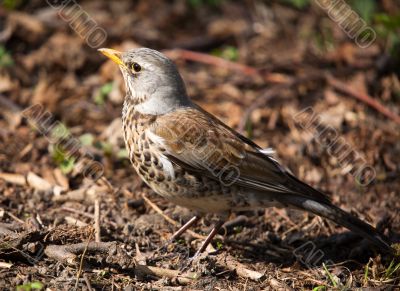 Fieldfare close-up