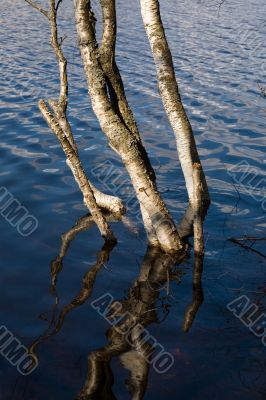 Birch in spring water