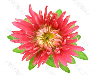 aster flower