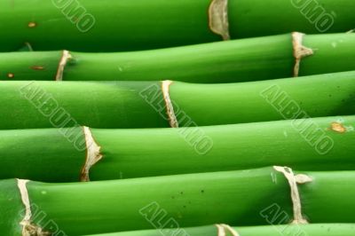 bamboo background #2