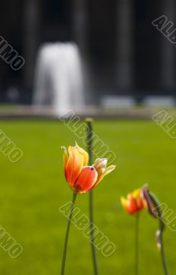 Tulip and fountain
