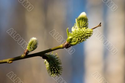 Blossoming branch in spring