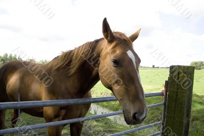 Brown horse standing in front of a fence