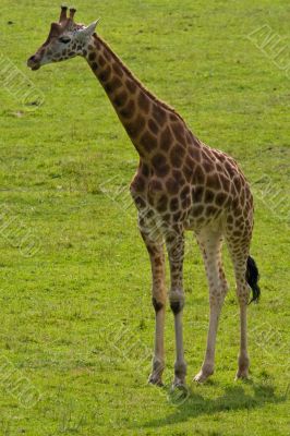 Giraffe