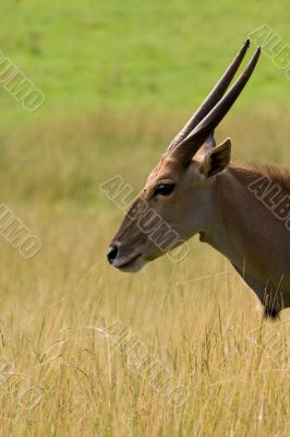 Eland - Taurotragus