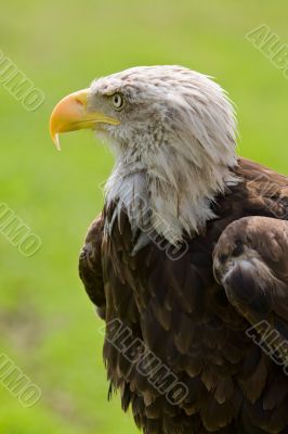 American bald eagle