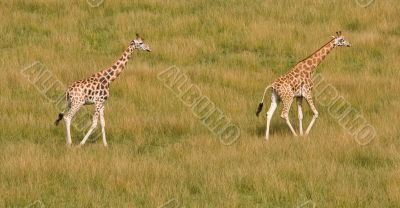 Two giraffes