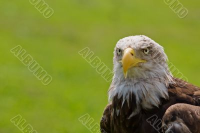 American bald eagle