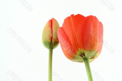 development of a tulip