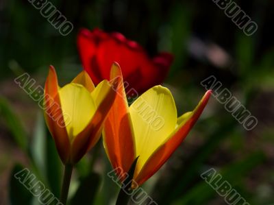 Flowers