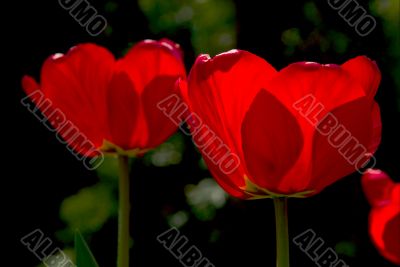 Tulips