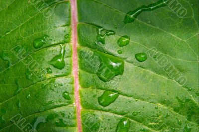 Leaf Leaf