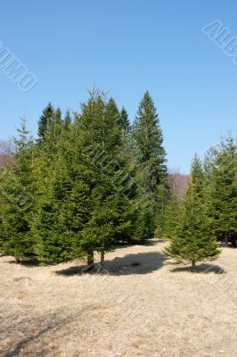 Trees Trees