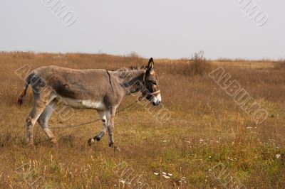 Donkey