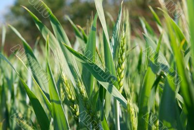 Wheat Wheat