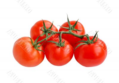 tomatoes