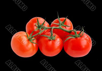 tomatoes