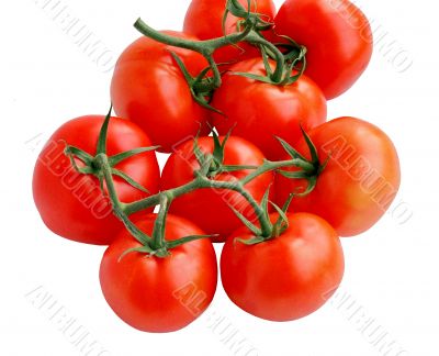 tomatoes