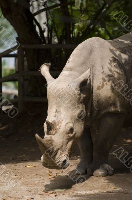 Rhino 1