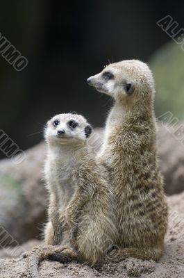 Meerkats 2