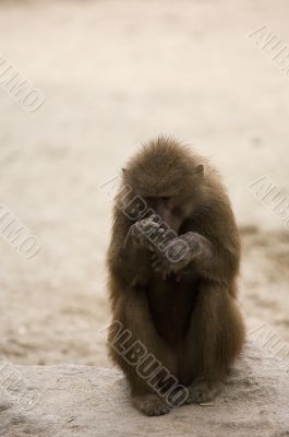 Hamadryas Baboon 1