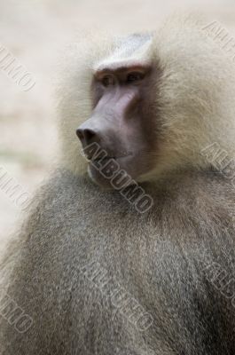 Hamadryas Baboon 2