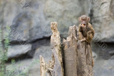Baby Baboon