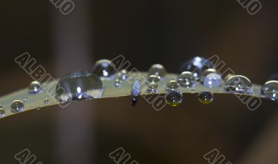 Drops with fly