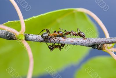 Ants on a branch in summer