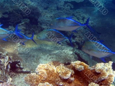 Great Barrier Reef