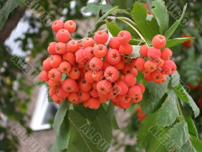 Bunch ashberries