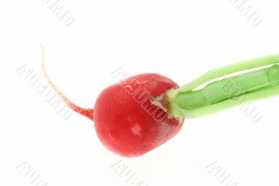 radish details on white