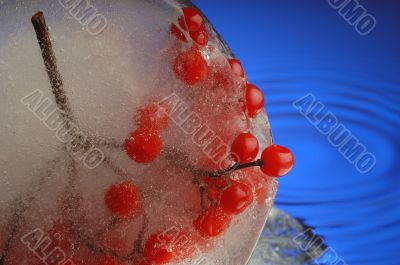 Guelder-rose 3 Guelder-rose 3