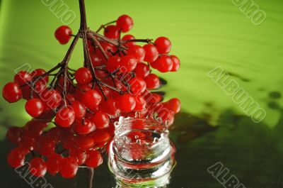 Guelder-rose 4