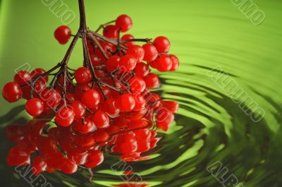 Guelder-rose 5