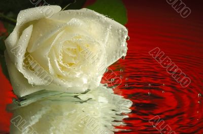 Wet rose 3 Wet rose 3