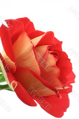 rose bud