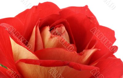 rose petals