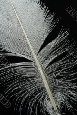 feather on black